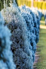 Poster - A row of blue bushes in a park setting, perfect for use in landscape or nature-based designs