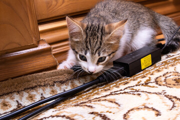 A playful little kitten is having fun with a cautionthemed cord