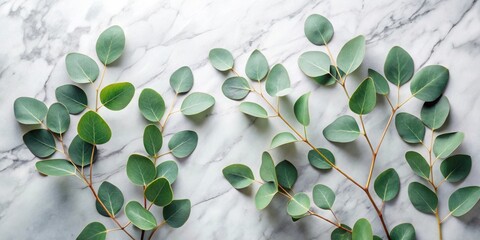 Poster - Serene Eucalyptus Sprigs Arranged on a Marble Surface