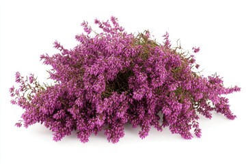 Poster - A cluster of purple flowers sit on a clean white surface, ideal for using as a decorative element in designs
