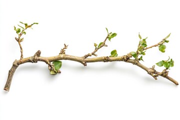 Poster - A close-up shot of a tree branch with lush green leaves, perfect for nature-inspired designs or backgrounds
