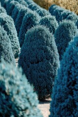 Poster - A row of blue bushes in a park on a sunny day