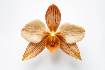 Poster - A single flower sits alone on a white surface