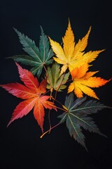Poster - A collection of vibrant leaves arranged on a dark background, perfect for use in designs related to nature or autumn themes