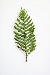 Poster - A single green leaf sits on a clean white surface, perfect for use in illustrations and designs