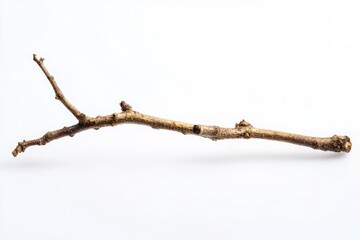 Poster - A close-up shot of a bare tree branch with no leaves