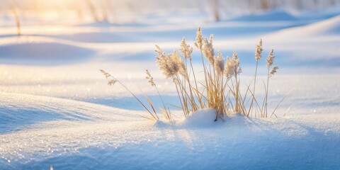 Aufkleber - Winter's Golden Embrace Dried Grass Stalks in a Snowy Landscape