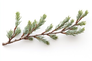 Poster - A pine tree branch on a clean white surface, suitable for photography or graphic design projects