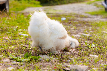  Chinese Silkie Brahma chicken feeding in grass meadow. Low angle view. Ethically Raised Chicken in Natural, Free-Range Farming