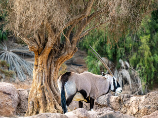 Wall Mural - Oryxantilope