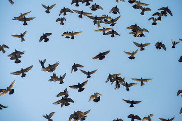 A flock of pigeons flying and photographed from the ground