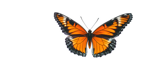 Wall Mural - A butterfly with orange wings flies over a white background