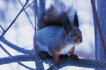 Wall Mural - squirrel on a branch