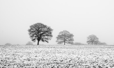 trees on the snowy horizon