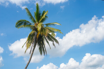 Close up of a coconut palm tree blowing in the wind with blue skies and white clouds in the background.