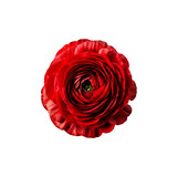 Crimson Ranunculus Bloom: A vibrant crimson ranunculus blossom, its delicate petals unfurling in a captivating display of beauty and elegance.  