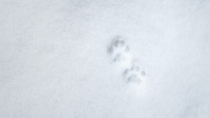 Interesting abstract white background with footprints of a cat or dog paws on the snow.