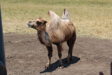 two hump mongolian camel, asian camel, two hump camel