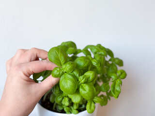 Wall Mural - Fresh green Basil garden herb in white flower pot and white female hand isolated on white background close up