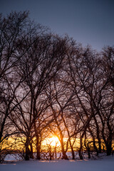 Wall Mural - a sunset over a forest with trees that are bare and bare