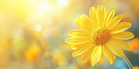 Wall Mural - Vibrant golden yellow daisy stands prominently left against a soft, blurred warm background of yellows and greens, ideal for greeting cards.