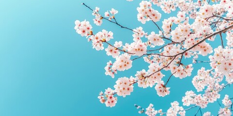 Wall Mural - Cherry blossoms in full bloom against a clear turquoise sky, with delicate pink flowers clustered on branches, creating a serene spring atmosphere.