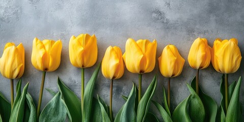 Wall Mural - Yellow tulips in a row with vibrant green leaves against a textured gray background creating a fresh and uplifting floral arrangement.