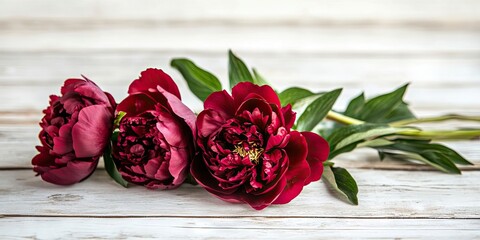 Wall Mural - Vibrant burgundy peonies arranged horizontally on white wooden background with green leaves creating a serene floral composition in closeup.