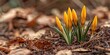 © Studio - Golden yellow crocus buds emerging from a brown forest floor surrounded by dry leaves highlighting the vibrancy of spring in a natural setting