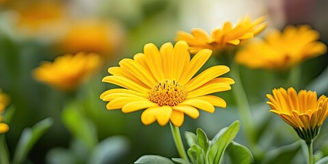 Sticker - Closeup of vibrant yellow daisies with green leaves in a garden setting with blurred background highlighting spring colors and floral beauty