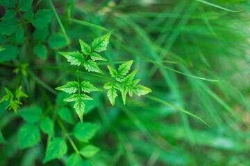 Poster - Closeup nature view of green leaf on sunlight using as background and fresh ecology wallpaper concept