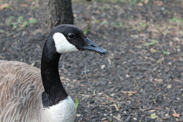 canadian goose