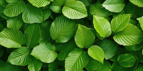 Sticker - Lush green European beech leaves in vibrant spring sunlight, showcasing various shades of green with rich textured surfaces and vibrant foliage.