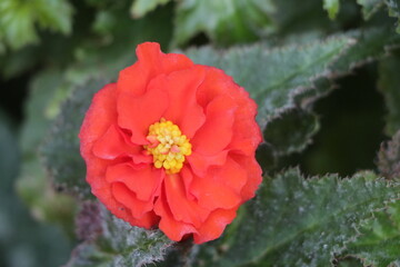 A single red flower with yellow pollen