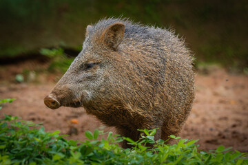 collared peccary