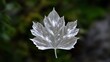 © PB Studio - close-up of a single chrysanthemum leaf, emphasizing its glossy texture and unique shape against a blurred natural background. Chrysanthemum leaves