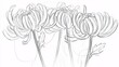 © PB Studio - digital sketch of chrysanthemum leaves, focusing on their smooth lines and sturdy form, set against an empty white background. [Chrysanthemum leaves]:[isolate on white background]