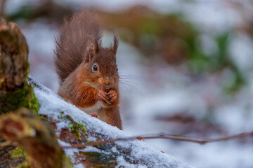 Red Squirrel in Northumberland