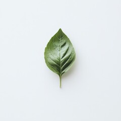 Poster - Fresh basil leaf showcases vibrant green color and intricate vein patterns against a clean white surface