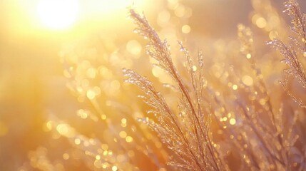 Poster - Morning dew glistens on grass under soft sunlight during the tranquil early hours of the day