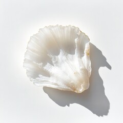 Poster - Delicate scallop shell casting a soft shadow on a light surface