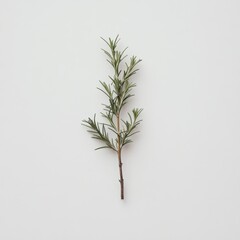 Poster - Fresh rosemary sprig showcasing vibrant green needles against a plain background in a well-lit setting