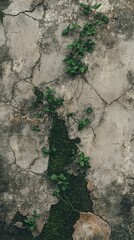 Aufkleber - Weathered concrete surface featuring mossy green plants and cracks showcasing nature's resilience over time