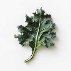 Poster - Fresh curly kale leaf isolated on a light background showing vibrant green color and texture details