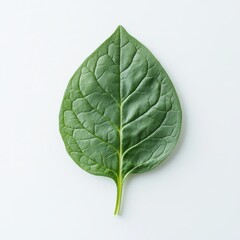 Poster - Fresh spinach leaf showcasing vibrant green color and crisp texture under soft lighting on a neutral background