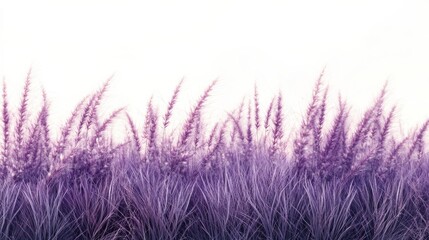 Poster - Lush row of deep purple grass blending into a serene backdrop at sunset