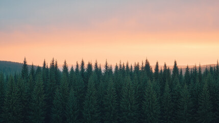Poster - Majestic evergreen trees silhouetted against colorful sunset sky