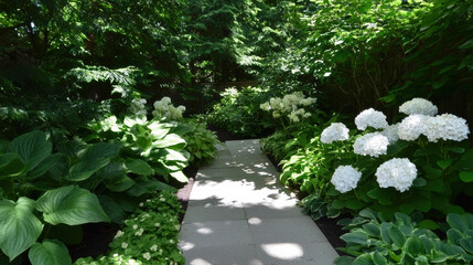 Poster - Lush garden pathway with white hydrangeas and green foliage, creating serene atmosphere