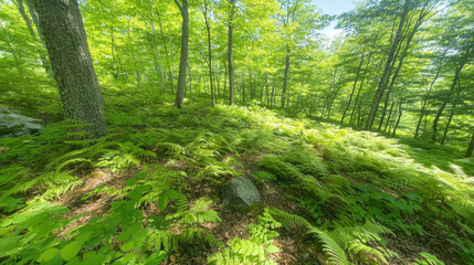 Poster - Lush green forest with ferns and sunlight filtering through trees