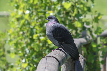 Pigeon perched on a wooden fence with a green leafy background. Close-up of a pigeon resting on a fence in a natural outdoor environment, under bright sunlight.